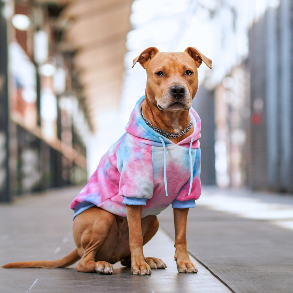 Snow Cone Dog Hoodie Velvet Soft Fleece Luxury Tie Dye Pet Sweatshirt